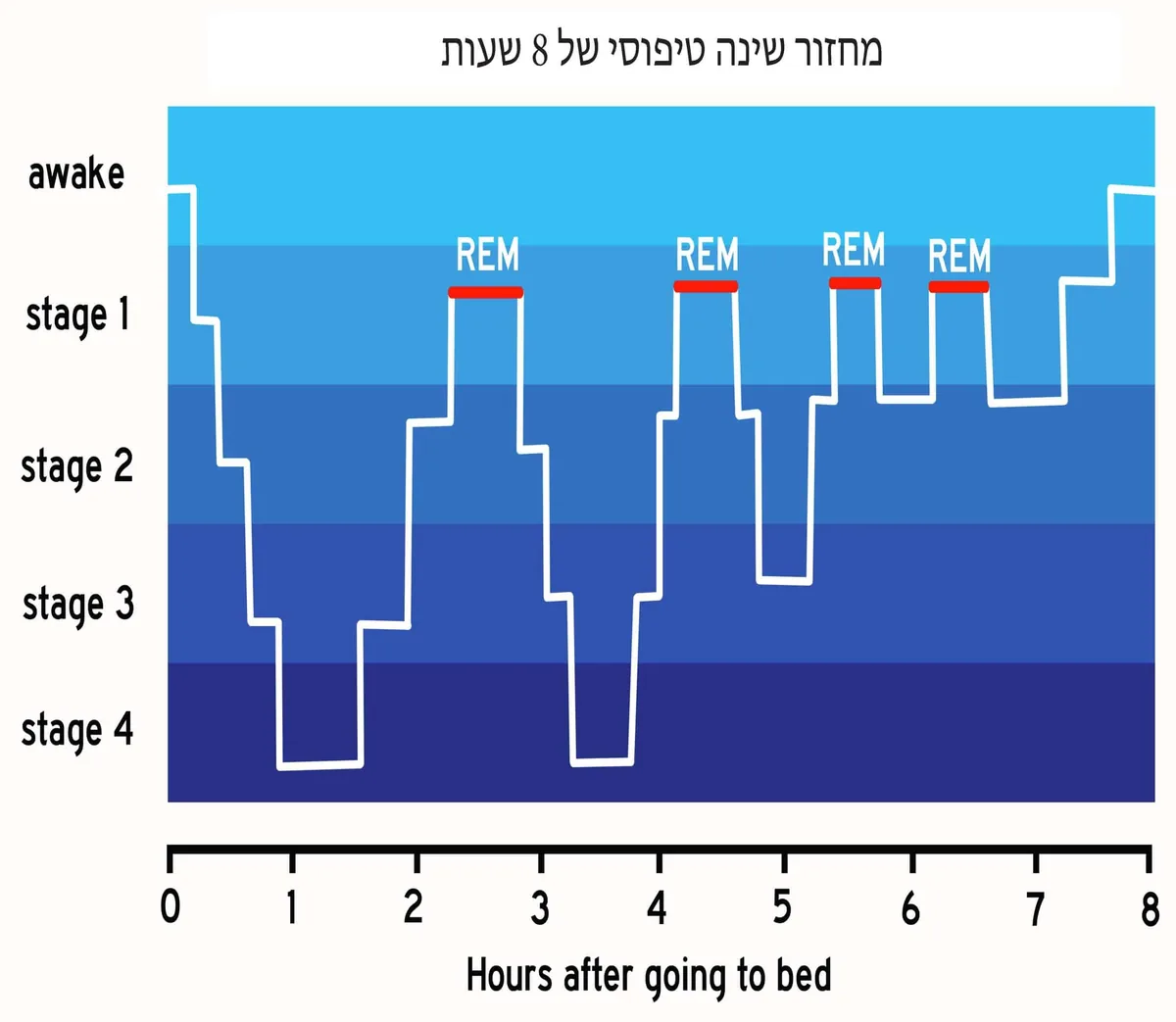 מחזור שינה טיפוסי של 8 שעות: שלבי השינה לאורך הלילה